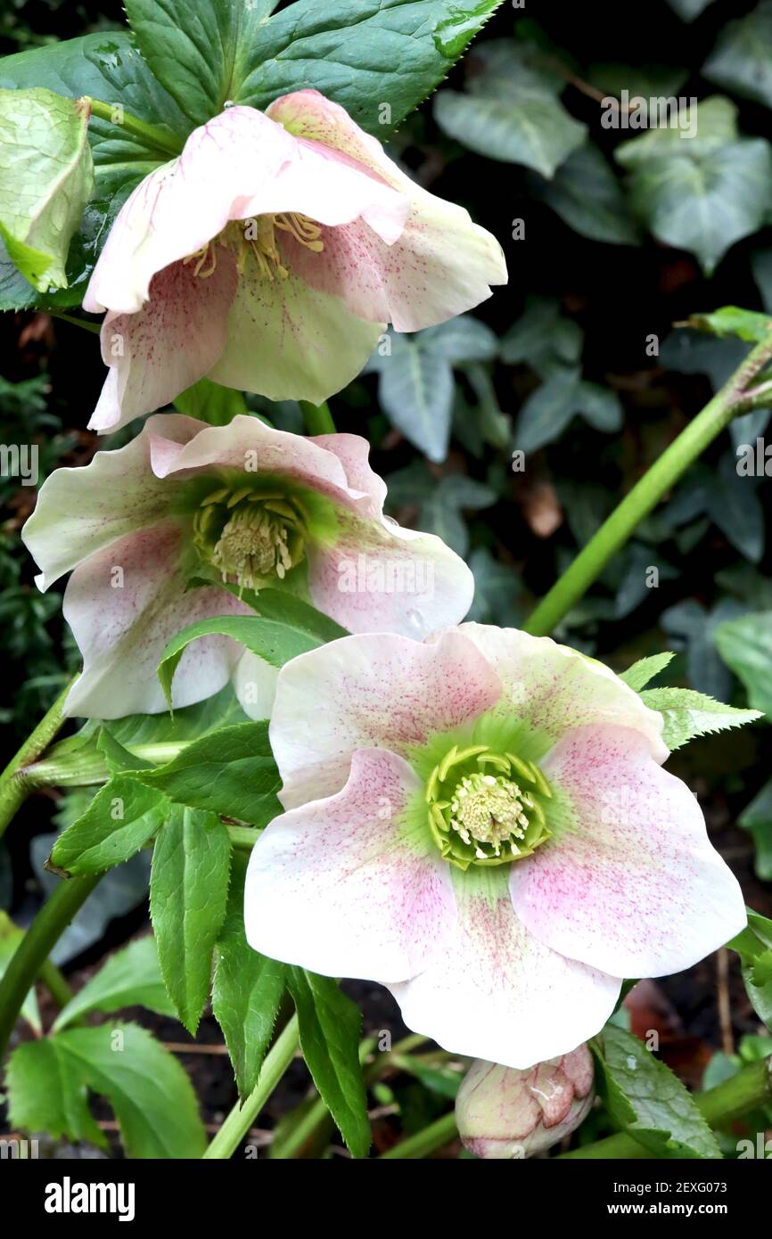 Helleborus x hybridus «série de dames tachetées de la Rose» Hellebore Rose Dame tachetée – fleurs rose foncé avec des franges de vert pâle, mars, Angleterre, Royaume-Uni Banque D'Images
