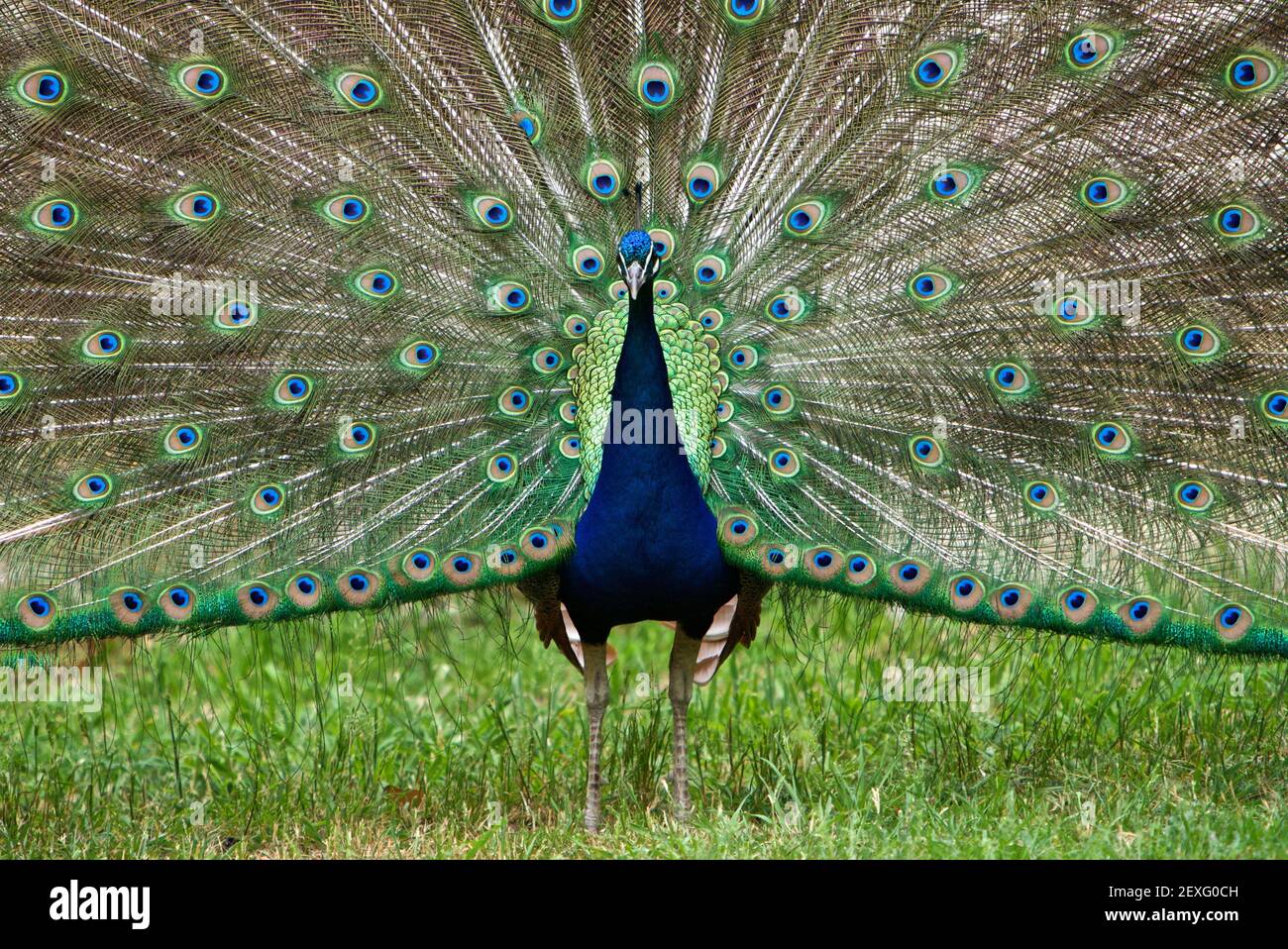 Paon Banque D'Images