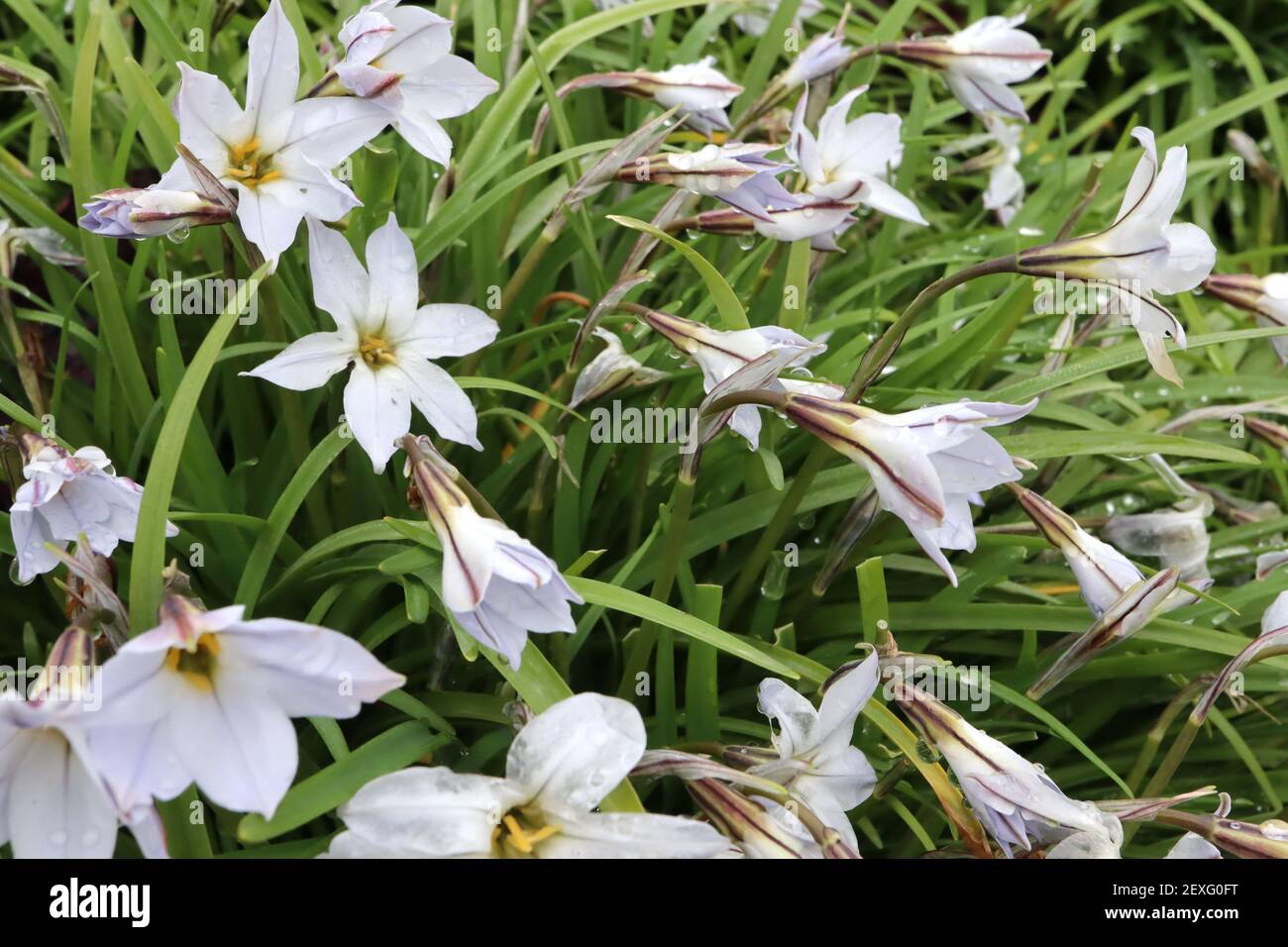 Iphéion ou tristagma uniflorum OU springstar Banque D'Images