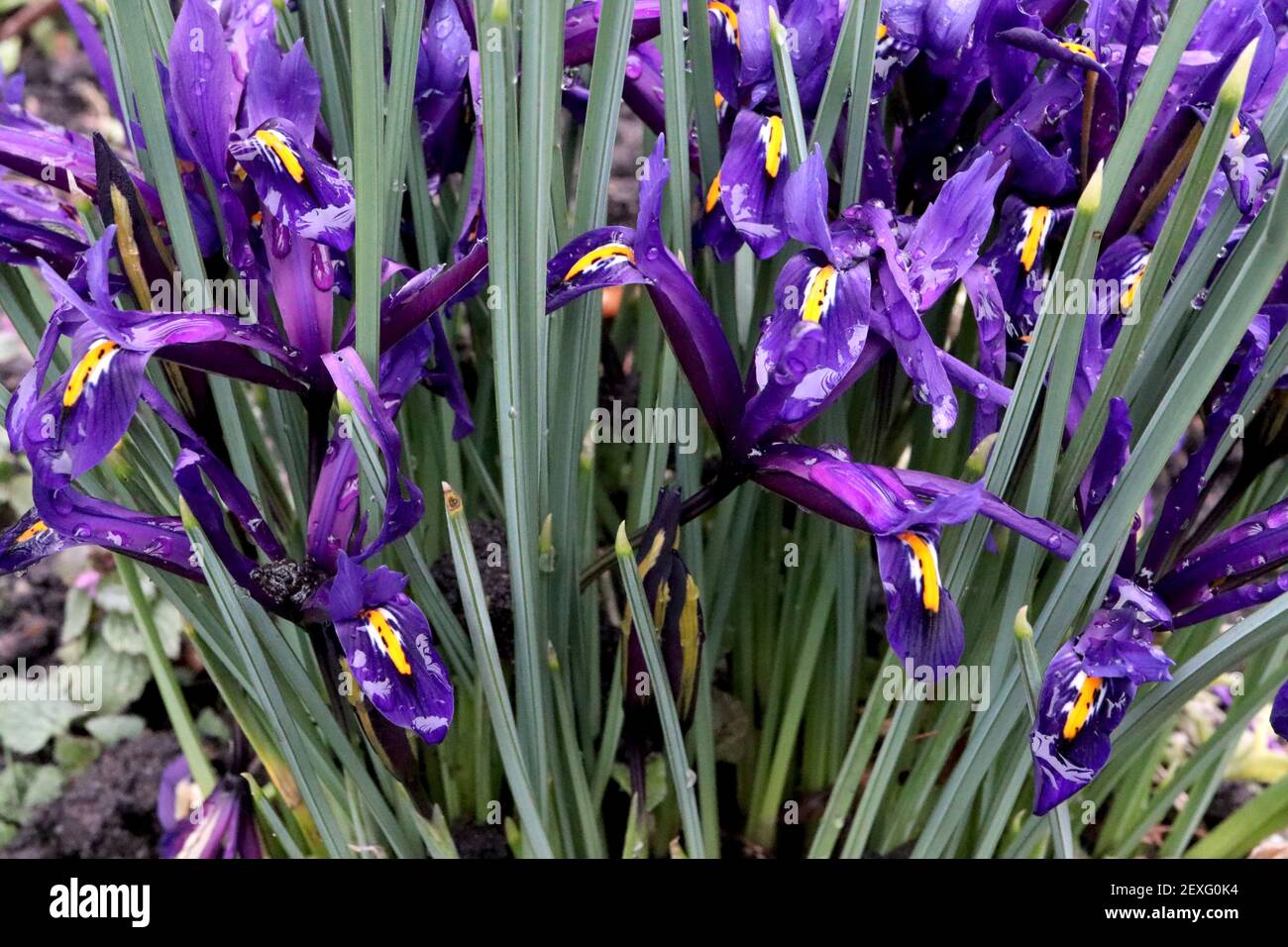 Iris reticulata 'Scent Sational' - iris nain violet profond avec freckles bleu foncé et côtes jaunes Mars, Angleterre, Royaume-Uni Banque D'Images