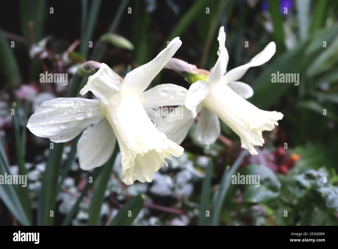Narcissus «Beersheba» Division 1 jonquilles en trompette Beersheba jondil – pétales blancs et longue coupe crémeuse à volants blancs, mars, Angleterre, Royaume-Uni Banque D'Images