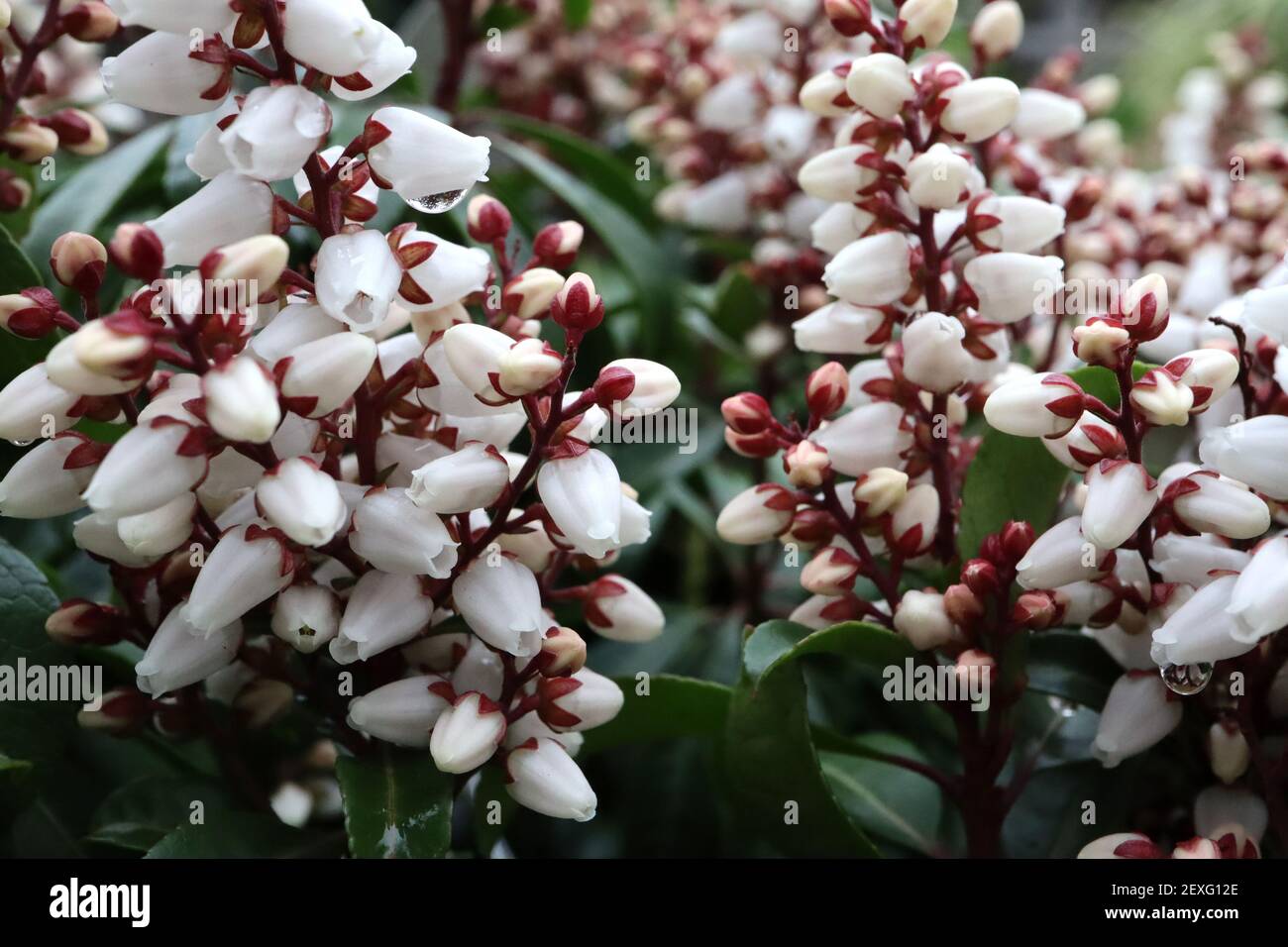 Pieris japonica ‘Bonfire’ Japanese Andromeda Bonfire – fleurs blanches en forme d’urne avec des tepals rouges et des feuilles vertes, mars, Angleterre, Royaume-Uni Banque D'Images