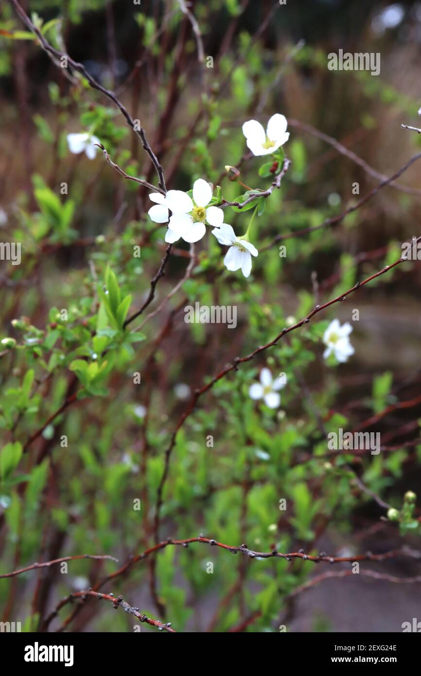 Spiraea thunbergii le doux de Thunberg – petites fleurs blanches en forme d'étoile sur des branches de wiry, mars, Angleterre, Royaume-Uni Banque D'Images