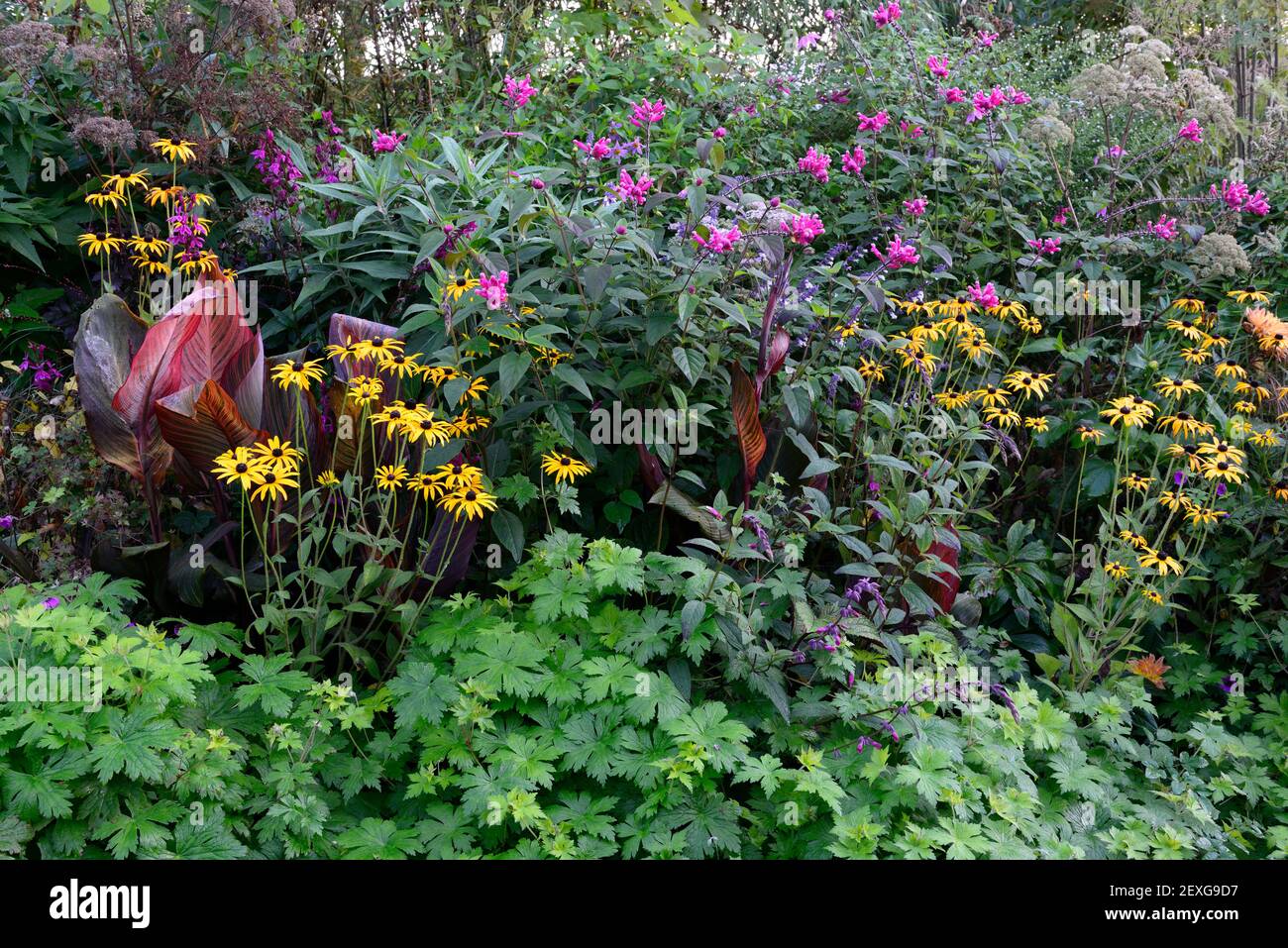 rudbeckia fulgida var deamii,rudbeckias,coneflowers,jaunes,fleurs,salvia involucrata bethellii,géranium anne thomson,canca tropicanna,fleuron combi Banque D'Images