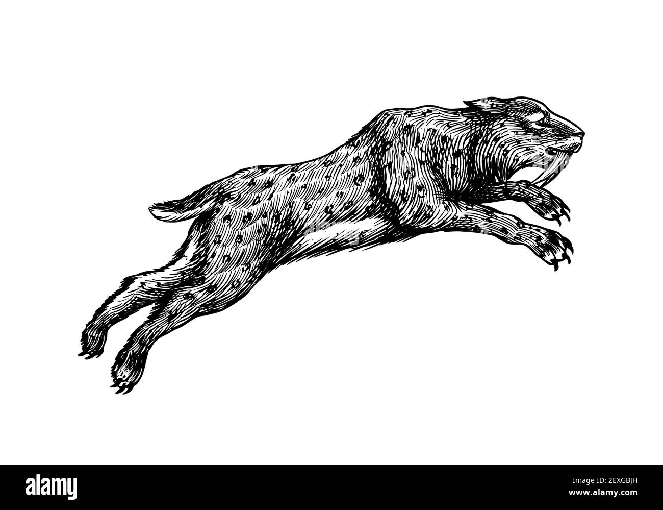 chat a dents de sabre banque d images noir et blanc alamy coloriage nuage pluie orage