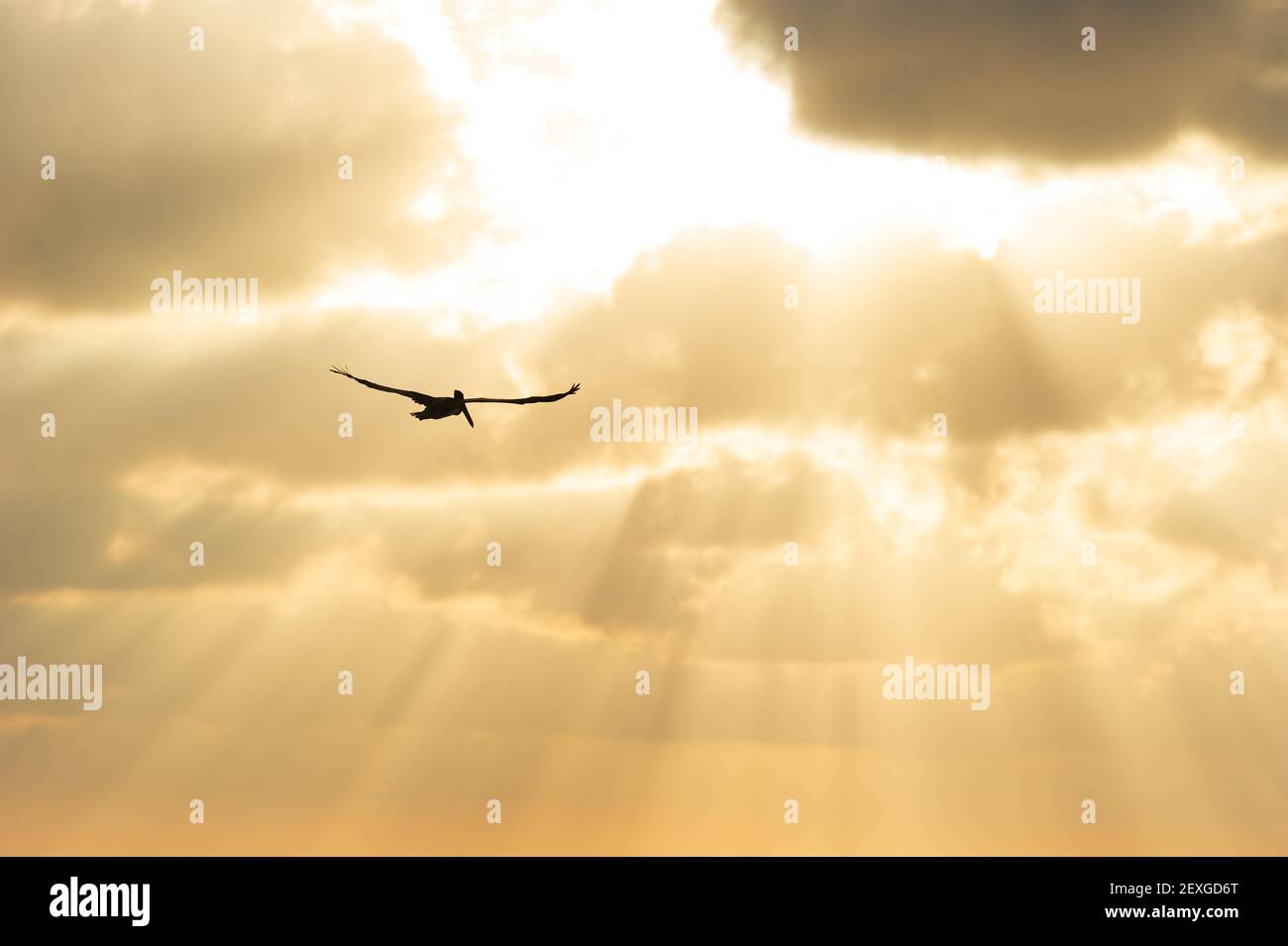 Une silhouette d'oiseau volante dans un ciel de couleur dorée Avec rayons du soleil coulant Banque D'Images