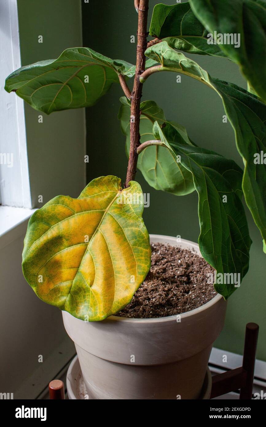 Une belle plante de figue à feuilles de violon est installée dans une  casserole près d'une fenêtre pour une lumière indirecte brillante, mais a  une grande feuille jaunissante. Arrosage excessif ou en