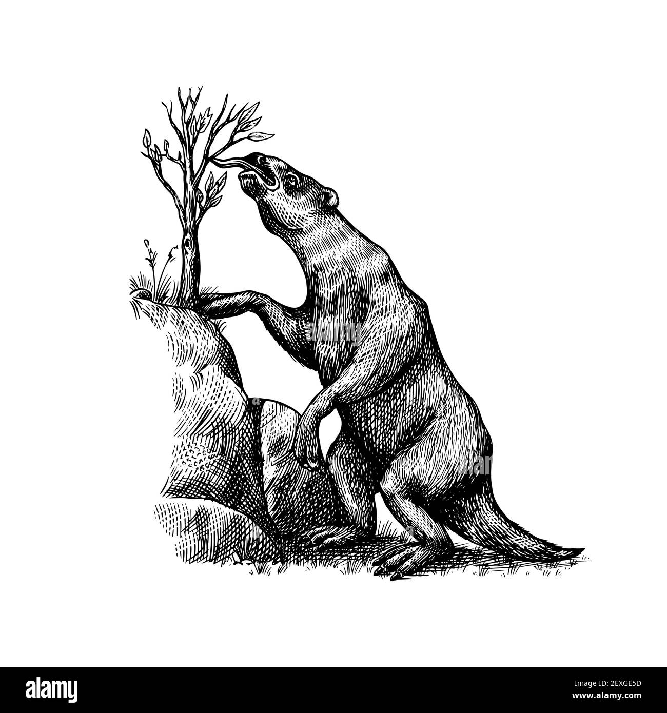 Le sloth moulu ou Megatheriidae. Mammifères préhistoriques. Animal éteint. Illustration rétro vintage. Style Doodle. Esquisse gravée dessinée à la main Illustration de Vecteur