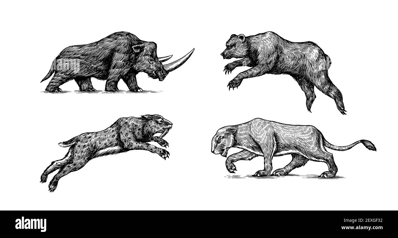 Ours et lion de la grotte de rhinocéros. Tigre à dents de sabre Panthera. Animal vintage. Mammifères rétro. Esquisse gravée dessinée à la main. Illustration de Vecteur