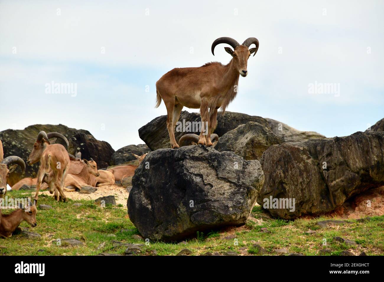 Une chèvre de montagne solitaire perchée sur un rocher au milieu du troupeau sur une colline. Banque D'Images