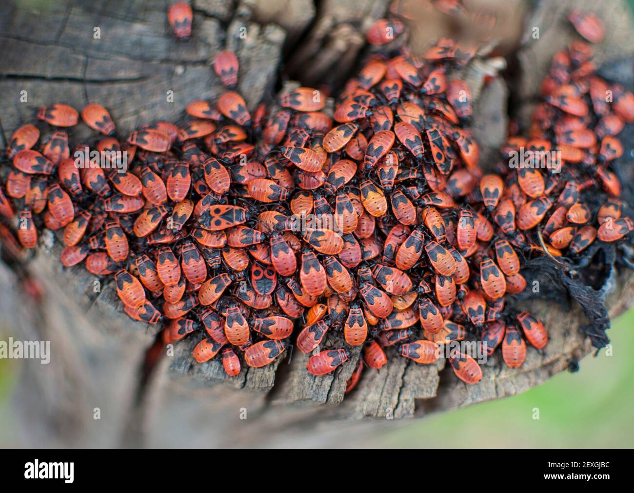 Très grand groupe de Bug de feu (Pyrrhocoris apterus) sur le tronc de l'arbre Banque D'Images
