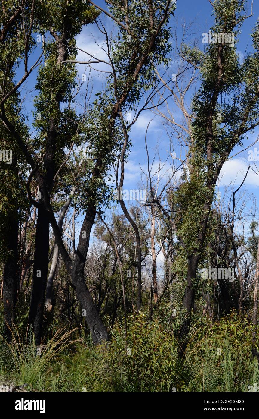 Les eucalyptus montrent la récupération après les feux de brousse Banque D'Images