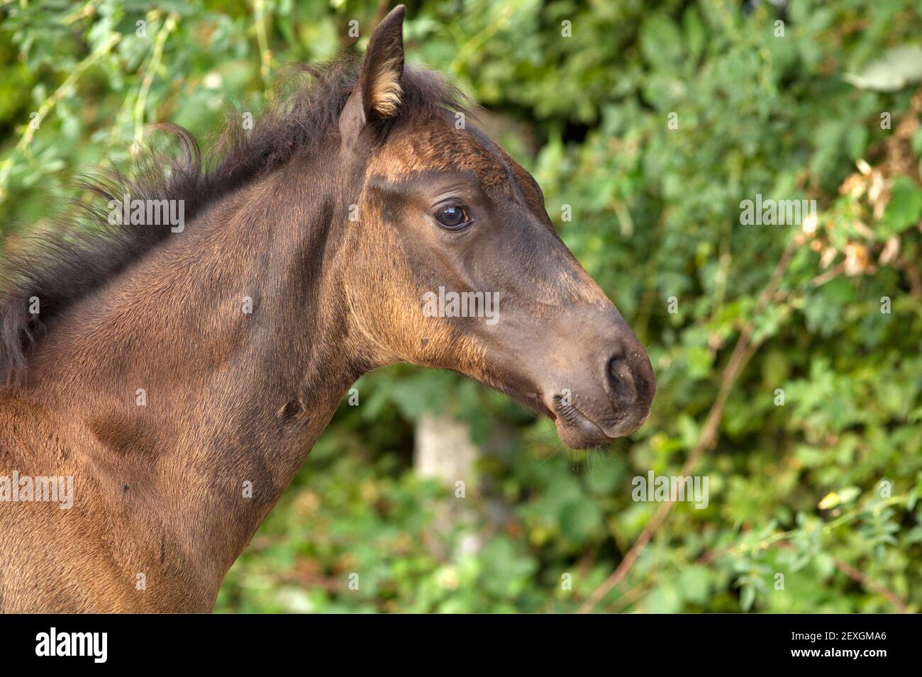 Mignon Foal Bebe Cheval Curieux Photo Stock Alamy