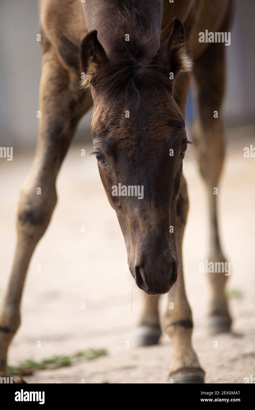 Mignon Foal Bebe Cheval Curieux Photo Stock Alamy