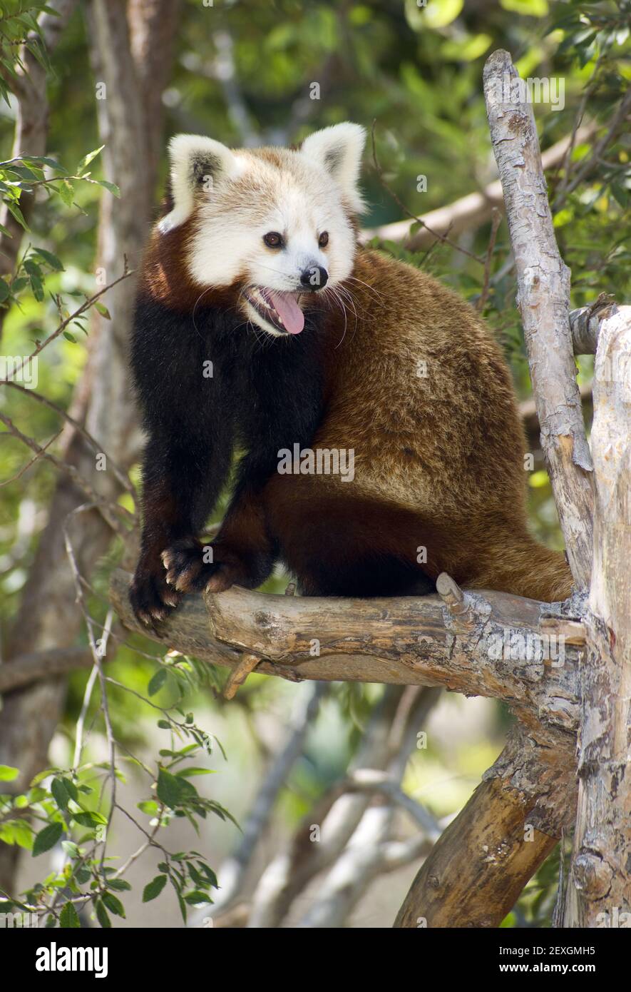 Le panda rouge Banque D'Images