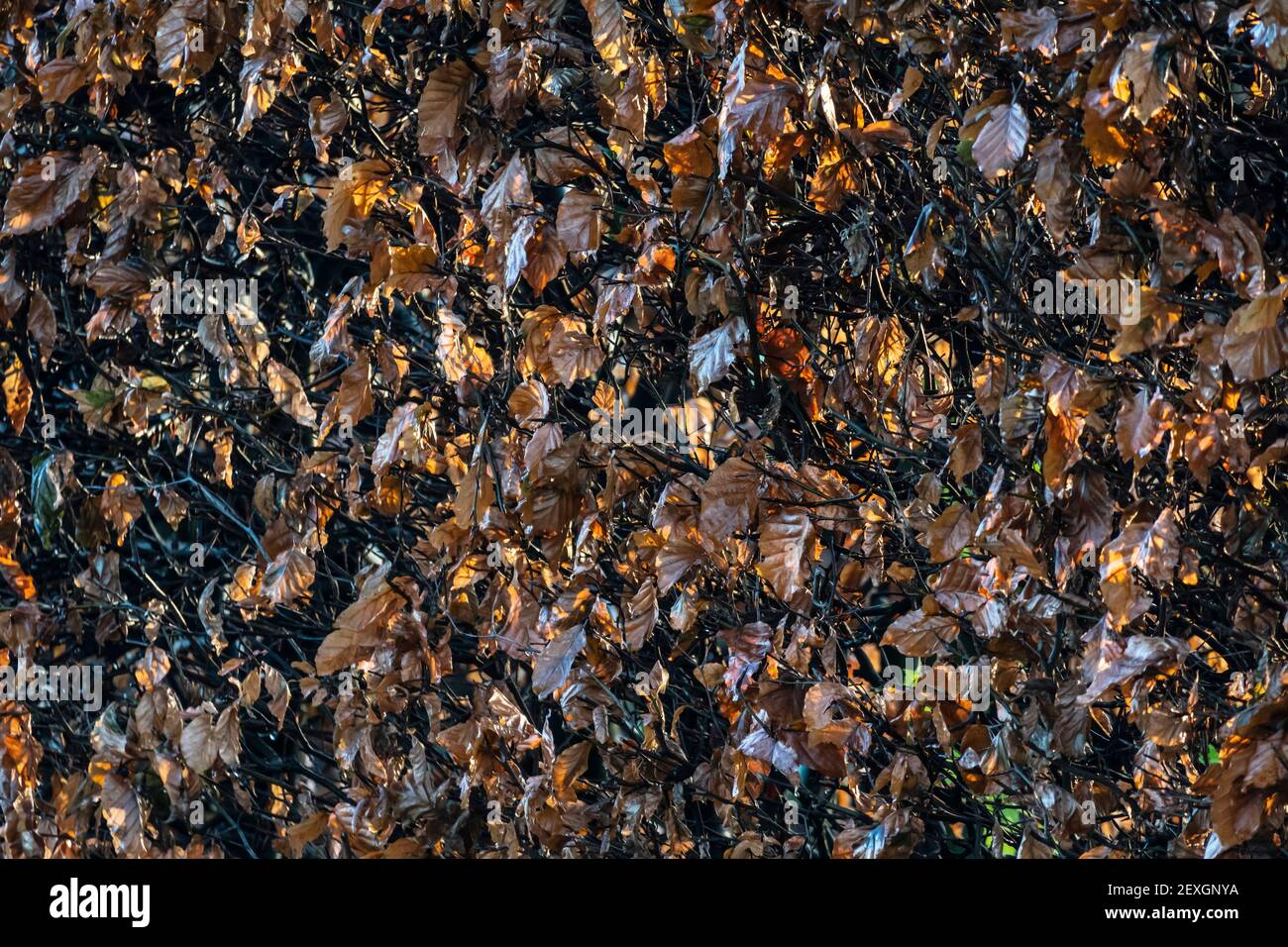 Photographie de motifs - feuilles de haies en hêtre mort Banque D'Images