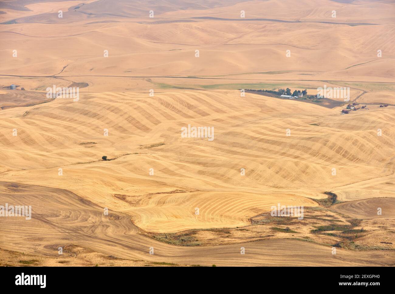 Rolling Hills dans la Palouse. Terres agricoles sur des collines ondoyantes dans la Palouse vue depuis le parc national de Steptep Butte. Etat de Washington. Banque D'Images