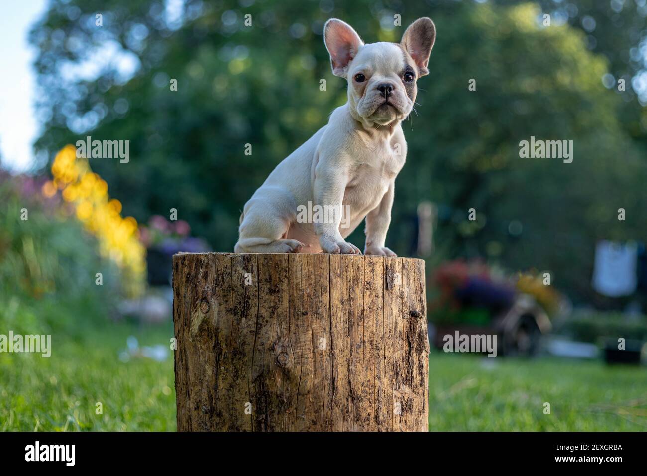 Adorable petit chien de taureau français assis sur une souche d'arbre Banque D'Images