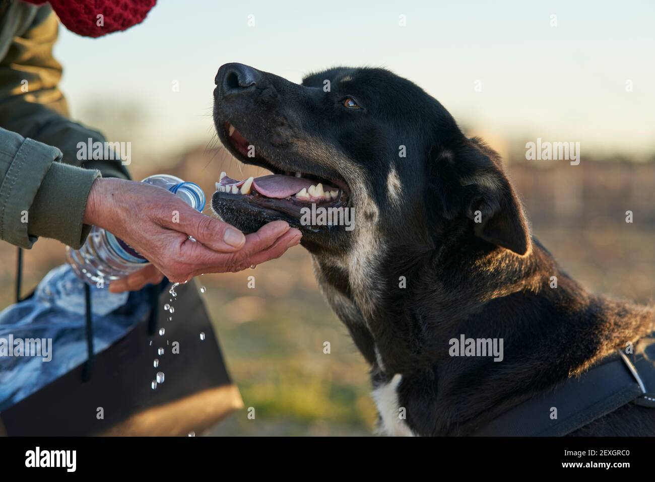 Chien noir avec taches brunes et blanches de l'eau potable de main Banque D'Images