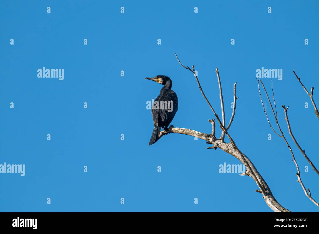 oiseau cormorant placé sur une plante Banque D'Images