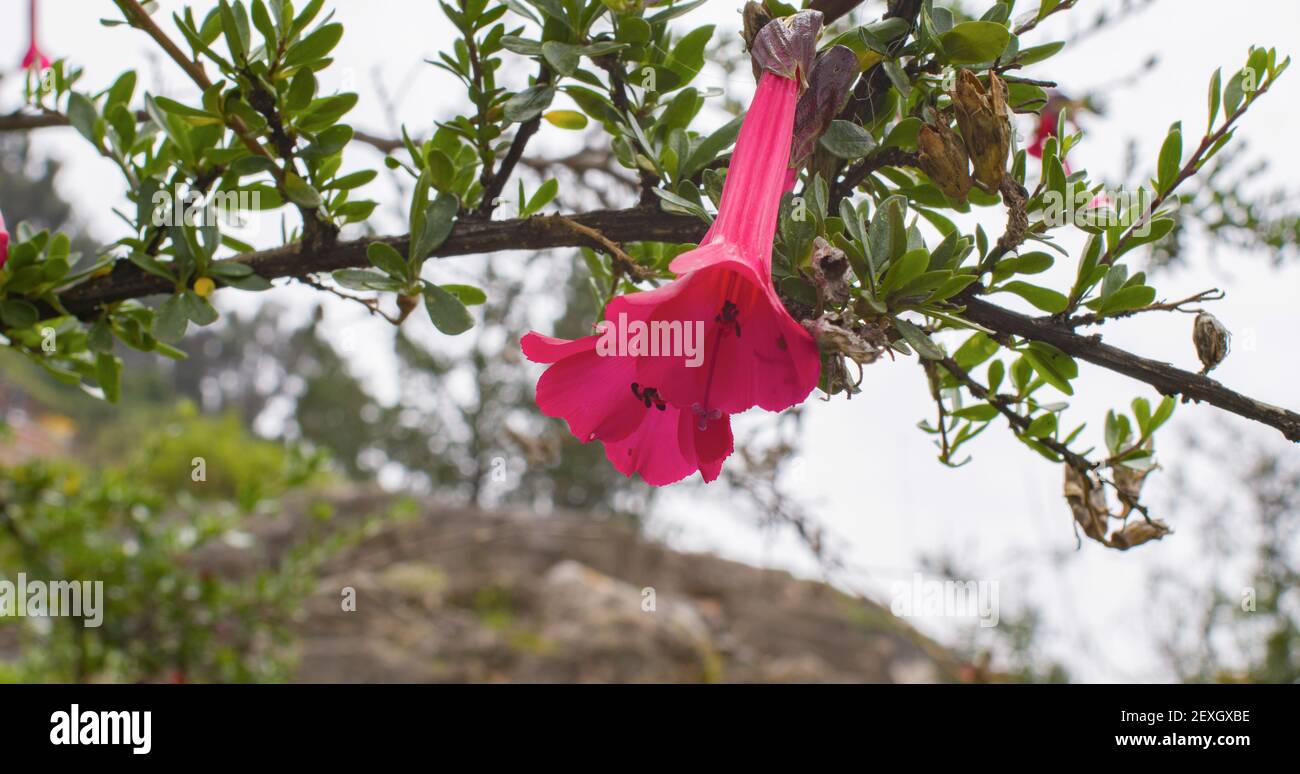 2 fleurs andines roses à cusco Pérou Banque D'Images