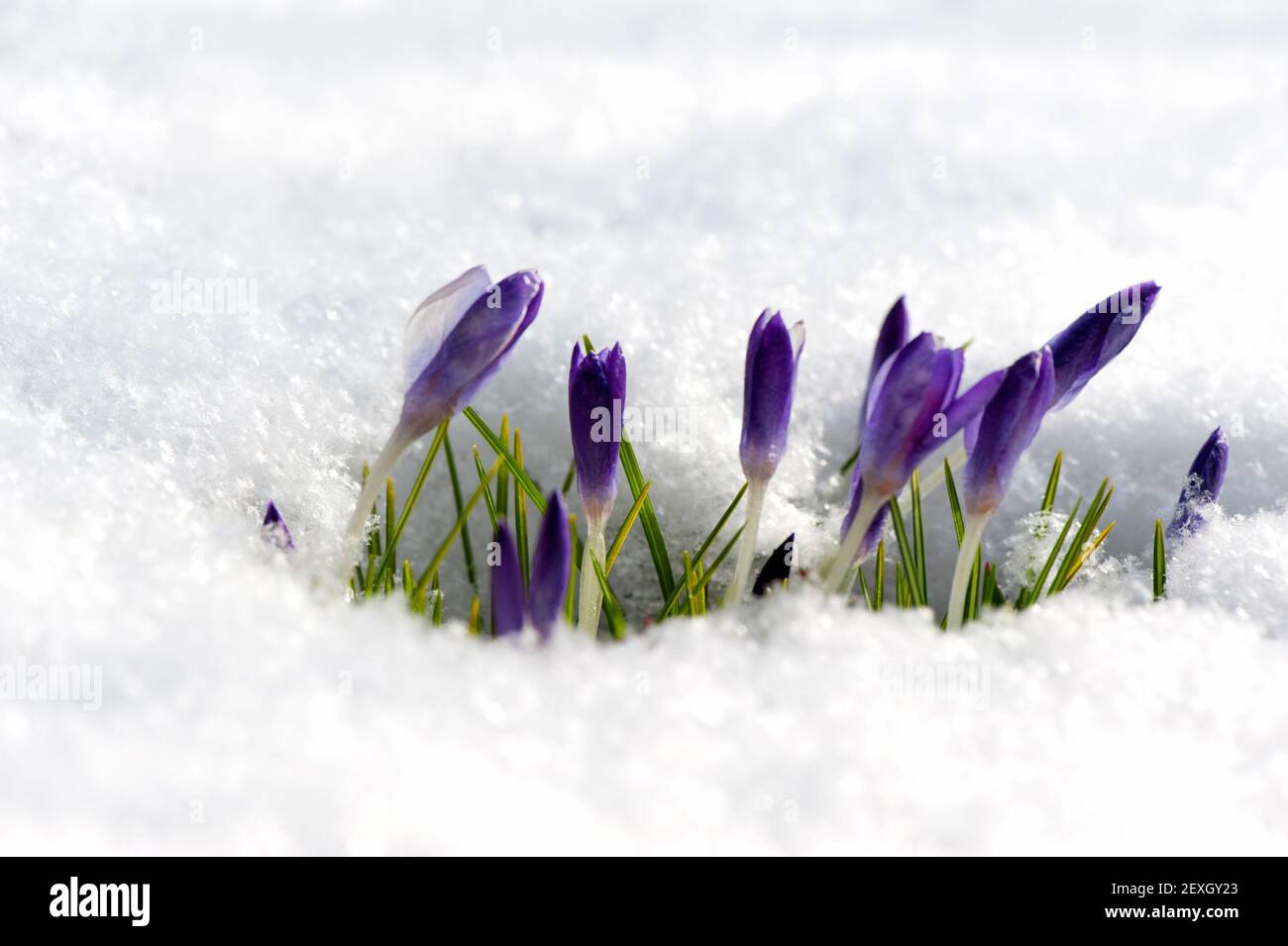 Les crocus violets poussent dans la neige au début Banque D'Images