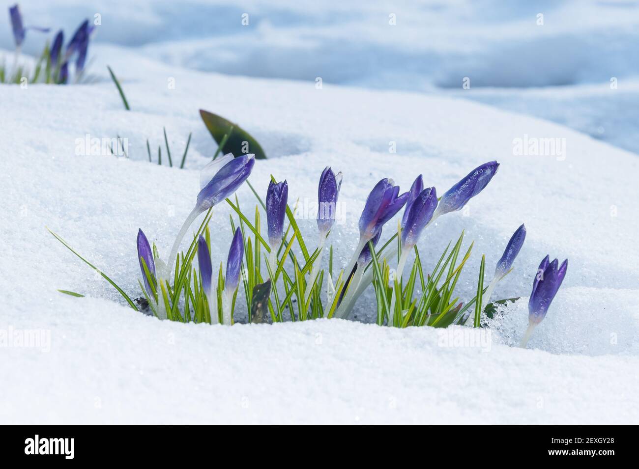 Les crocus violets poussent dans la neige au début Banque D'Images