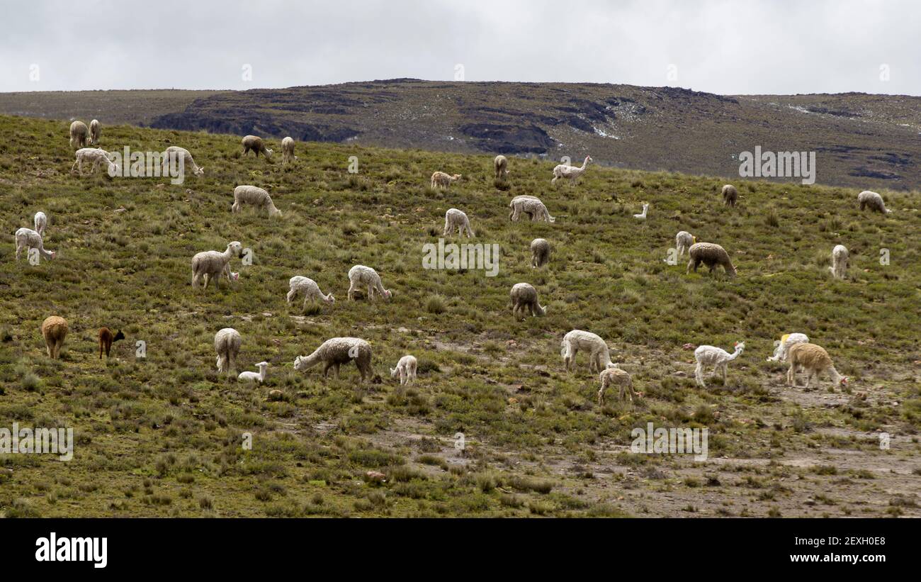 Lamas blancs, noirs et alpagas qui bissent à Pampas Galeras Banque D'Images