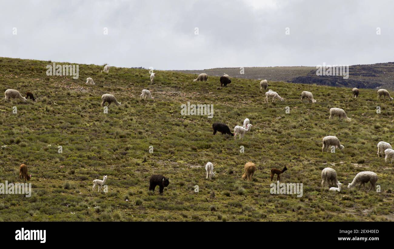 Lamas blancs, noirs et alpacas paissant sur la colline de Pampas Galeras Banque D'Images