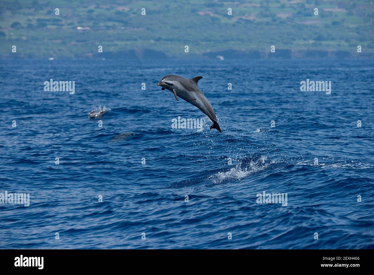 Dauphin à pois pantropicaux, Stenella attenuata, sautant, blessures de cratère visibles à partir d'une morsure de requin biscuit, Kona du Sud, Hawaii, États-Unis Banque D'Images