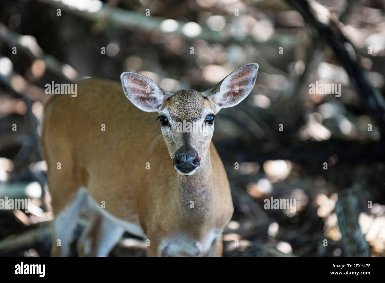 Bébé cerf bambi fauve. Jeune cerf de Virginie, caperole, buck sauvage. Banque D'Images