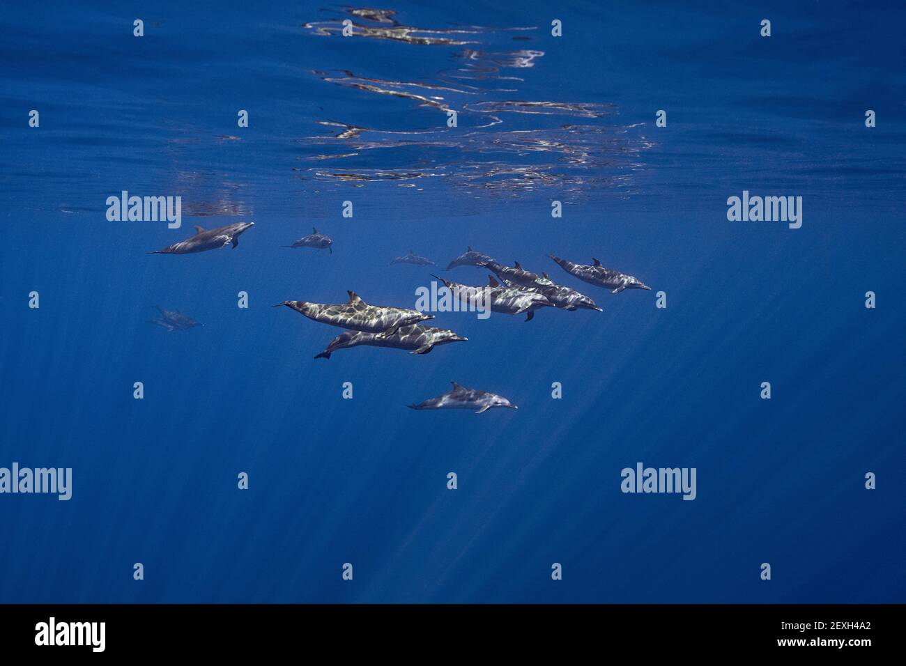 Dauphins tachetés pantropicaux, Stenella attenuata, en plein océan, Kona du Sud, Hawaï ( la Grande île ), États-Unis ( Océan Pacifique central ) Banque D'Images