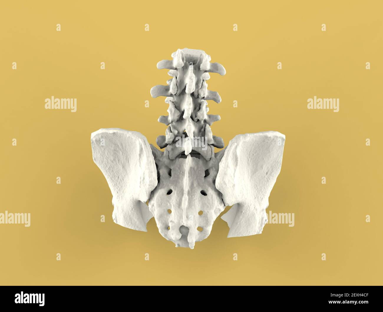 Modèle de rachis humain, partie inférieure, rendu 3D Banque D'Images