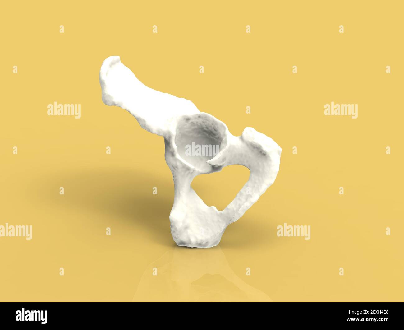 Modèle de l'os humain, anatomie de la hanche, rendu 3D Banque D'Images