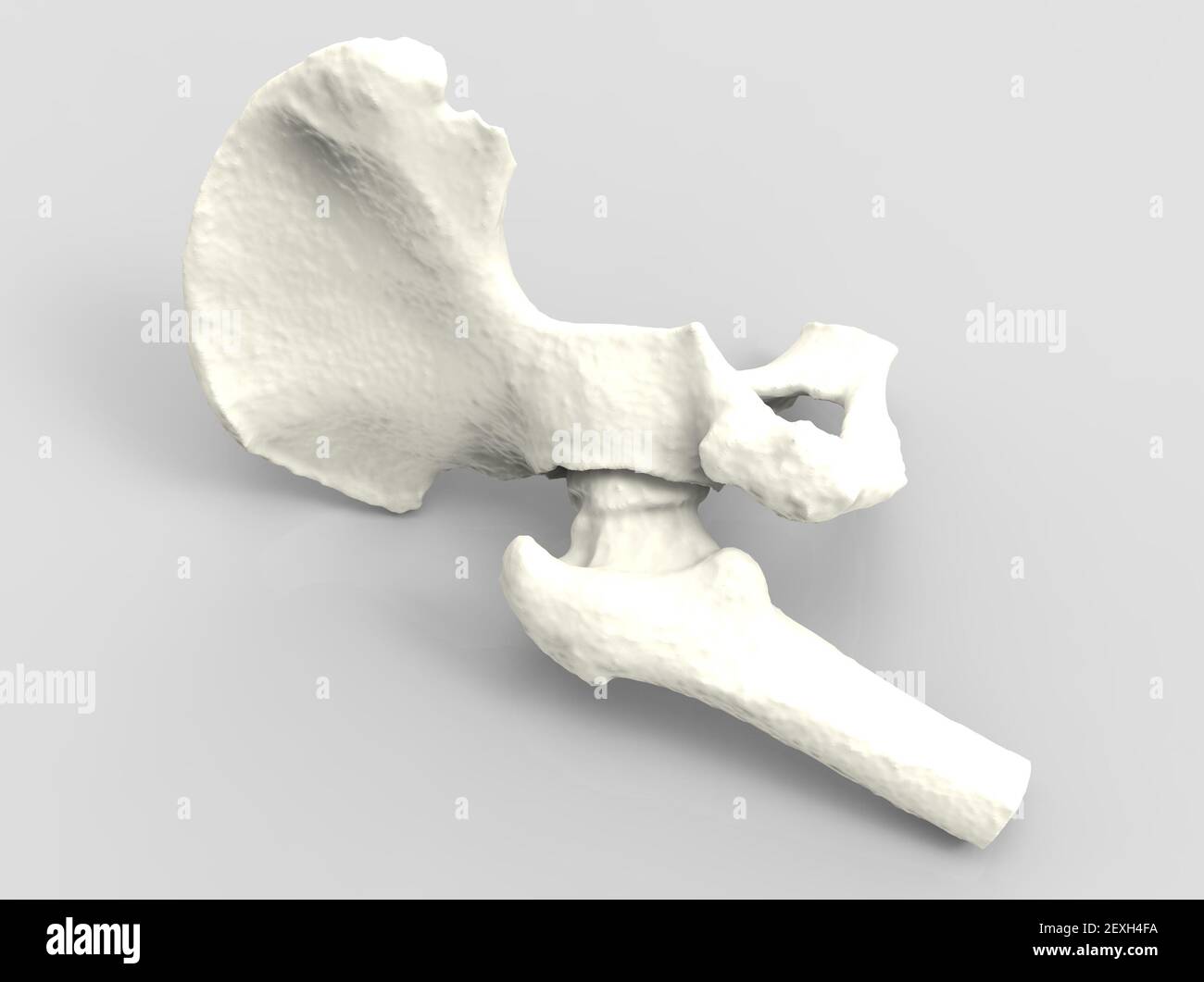Modèle de l'os humain, anatomie de la hanche, rendu 3D Banque D'Images