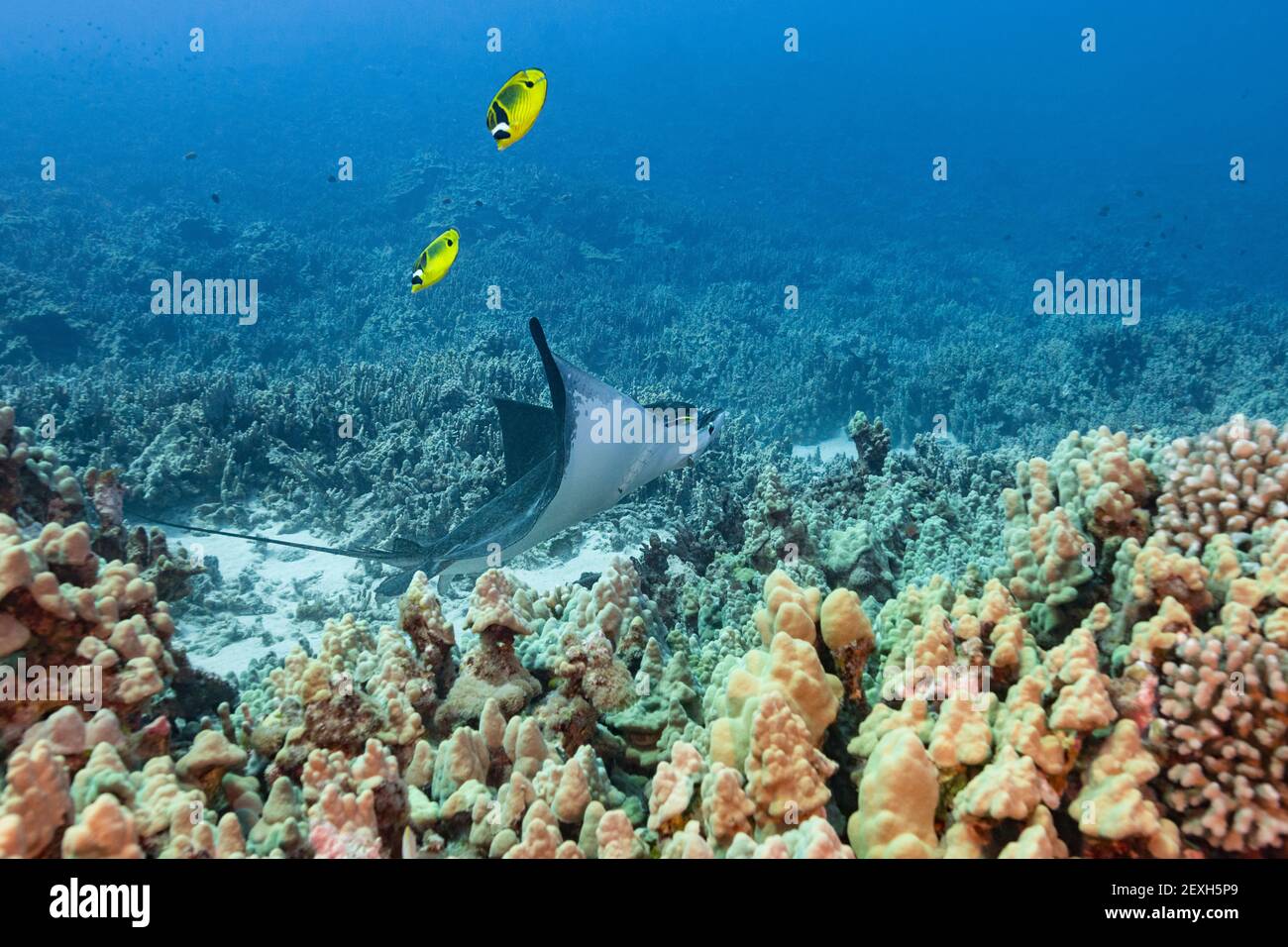 Rayon d'aigle ponctué ou ocellé, Aetobatus ocellatus, étant nettoyé par des wrasses de nettoyage hawaïennes, Labroides phthirophagus, Honokohau, Kona, Hawaii, ÉTATS-UNIS Banque D'Images