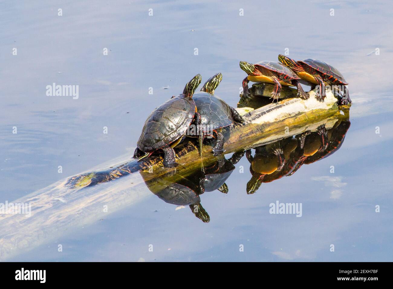 Tortues bains de soleil sur une bûche dans un étang Banque D'Images