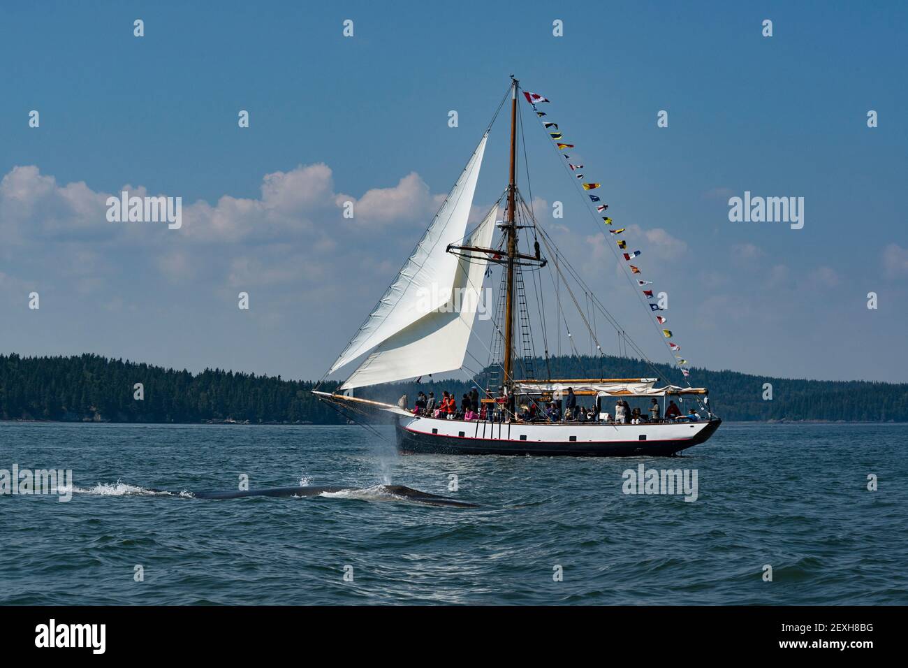 Baleine à nageoires ou baleine à nageoires, Balaenoptera physalus, baie de Fundy, en train de picher ou de souffler, devant un bateau d'observation des baleines, près de l'île Deer, Canada Banque D'Images