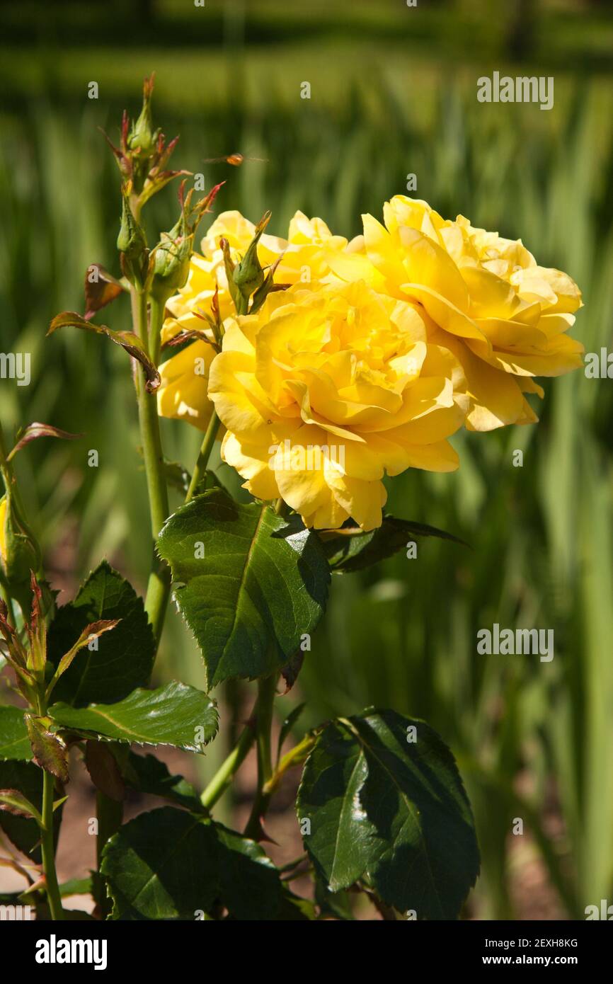 Pivoines Banque D'Images