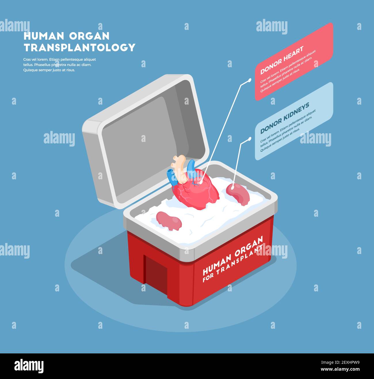 Organes humains composition isométrique avec coeur donneur et reins dans illustration du vecteur 3d du conteneur médical Illustration de Vecteur