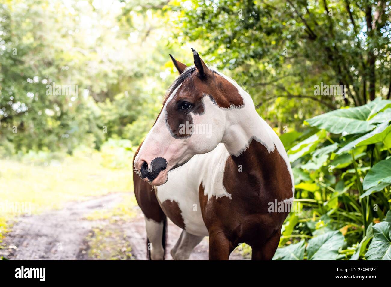 American Paint Horse jument avec les yeux bleus Banque D'Images