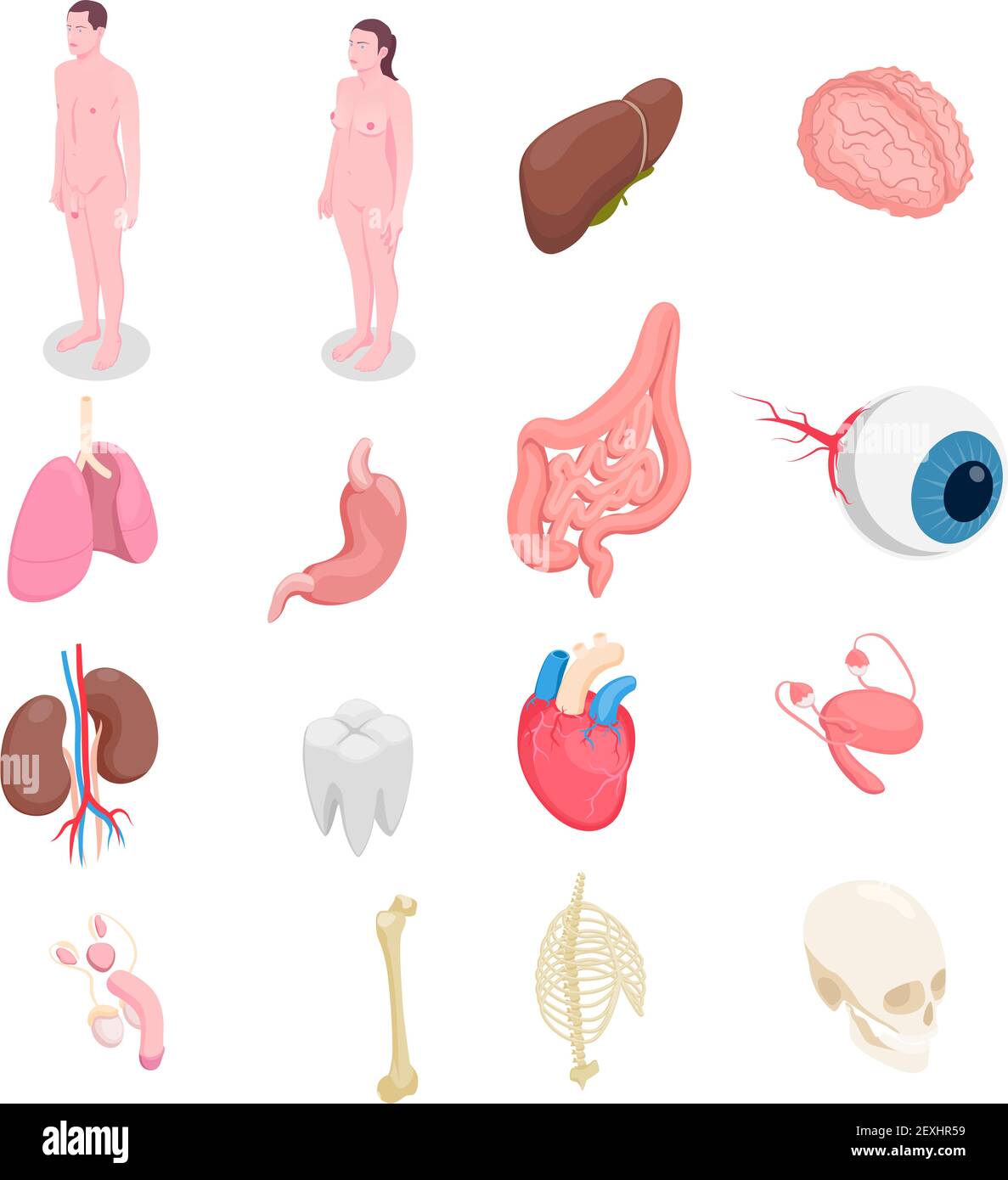 Icônes isométriques des organes humains avec corps mâle et femelle foie yeux os reins coeur isolé sur fond blanc 3d illustration vectorielle Illustration de Vecteur
