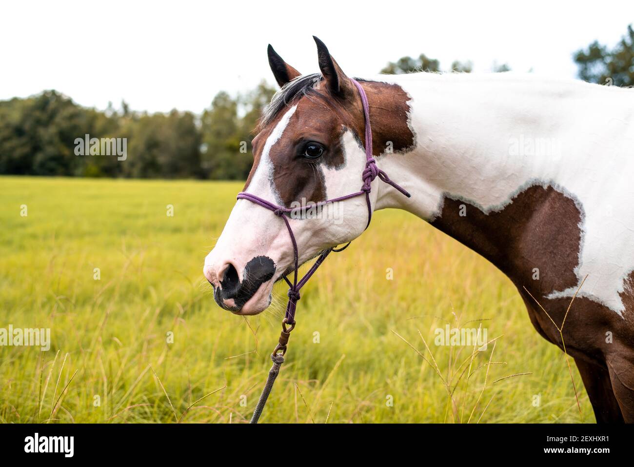 American Paint Horse jument avec les yeux bleus Banque D'Images