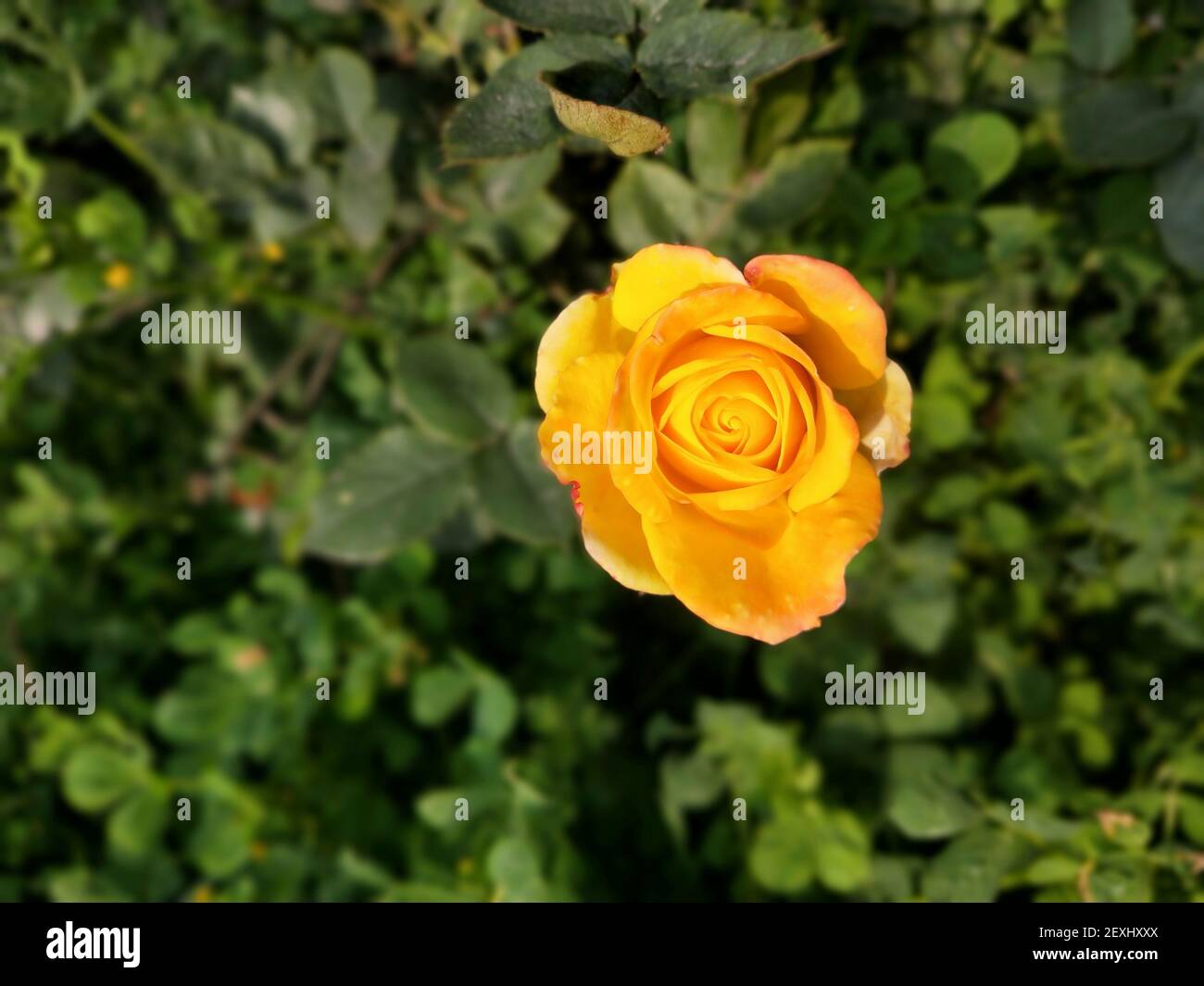 Une vue de dessus d'une rose Bengale jaune qui fleuit le jardin Banque D'Images