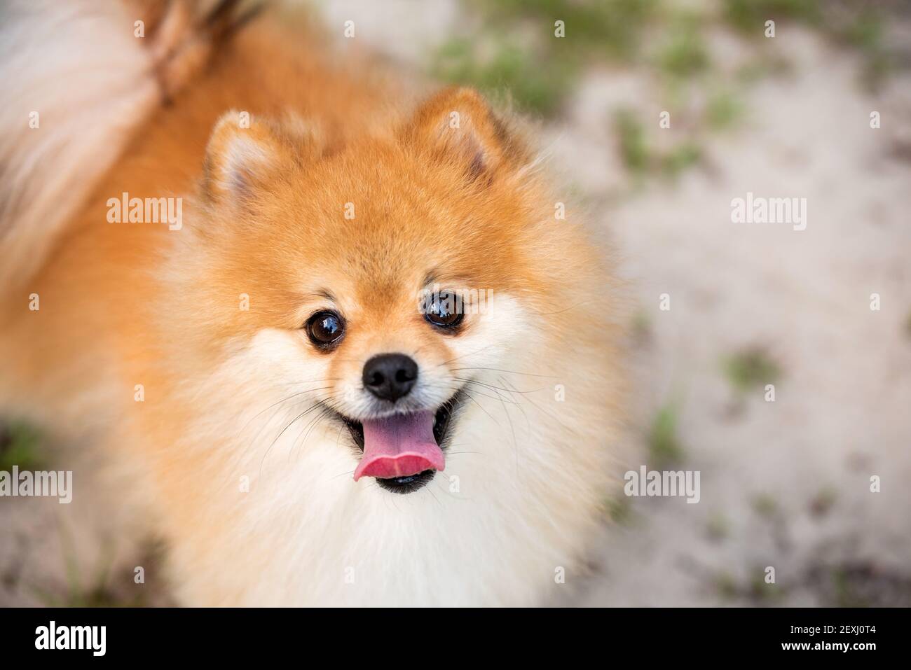 Chien adulte de Poméranie dehors sur le terrain d'herbe, jour ensoleillé d'été, fourrure dorée Banque D'Images
