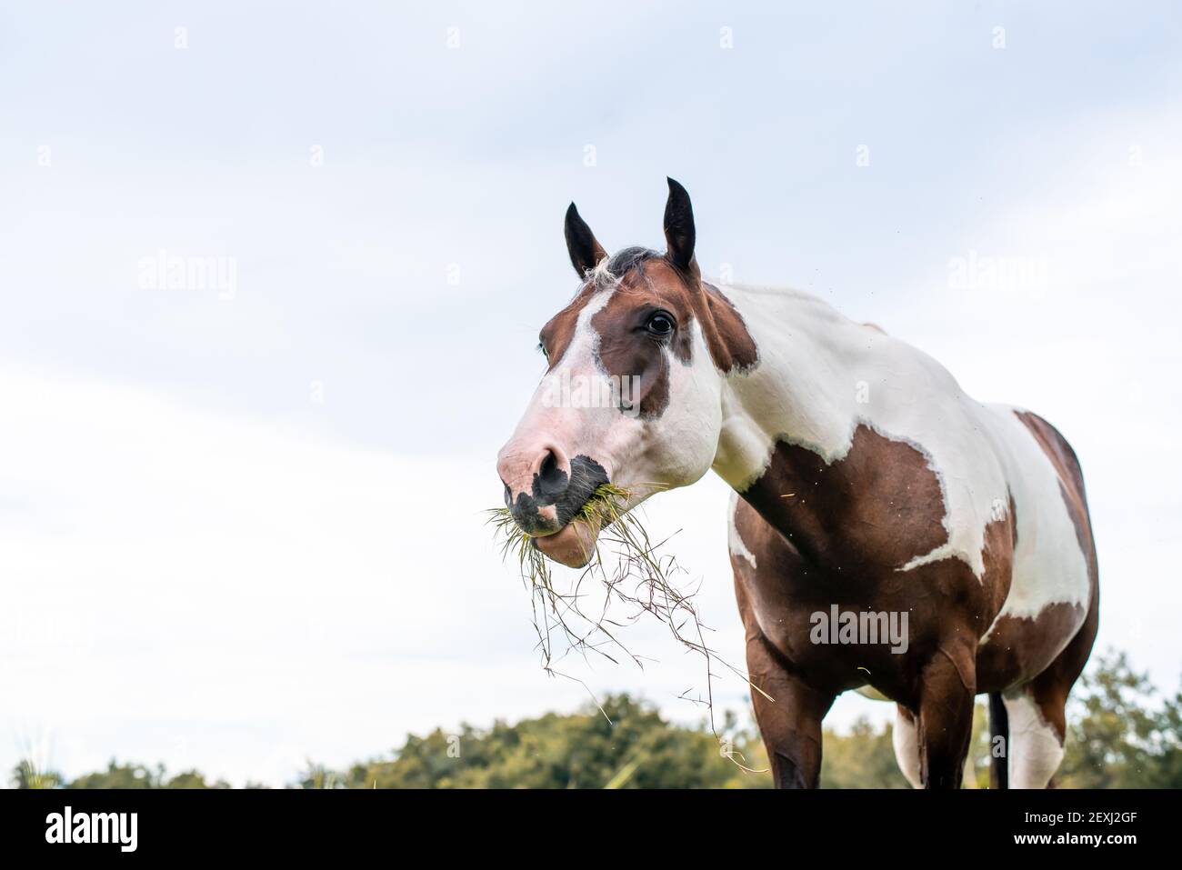 American Paint Horse jument avec les yeux bleus Banque D'Images