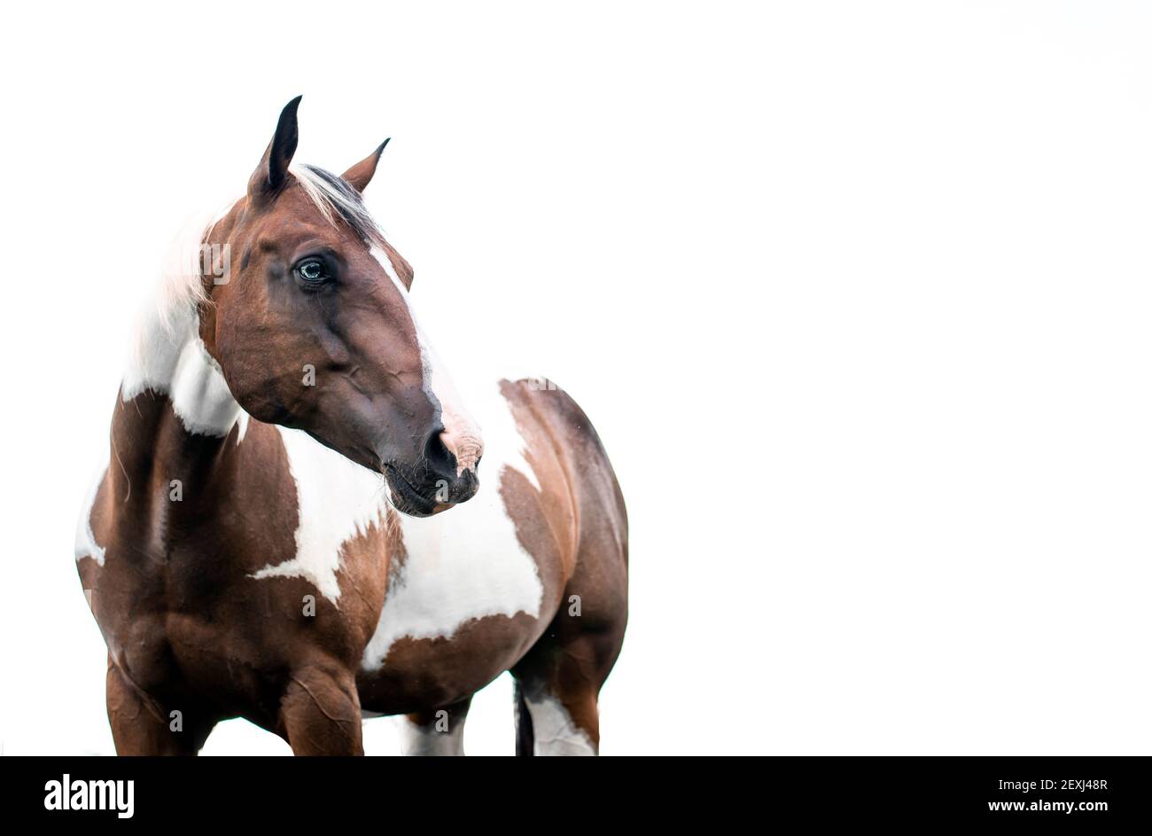 American Paint Horse jument avec les yeux bleus Banque D'Images