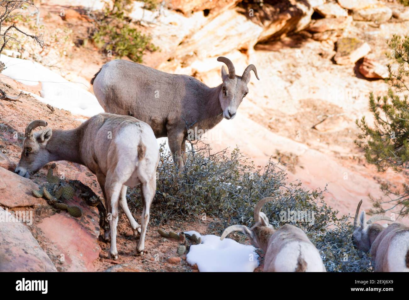 Wild Animal Alpine Mountain Goat Band recherche de nourriture High Forest Banque D'Images