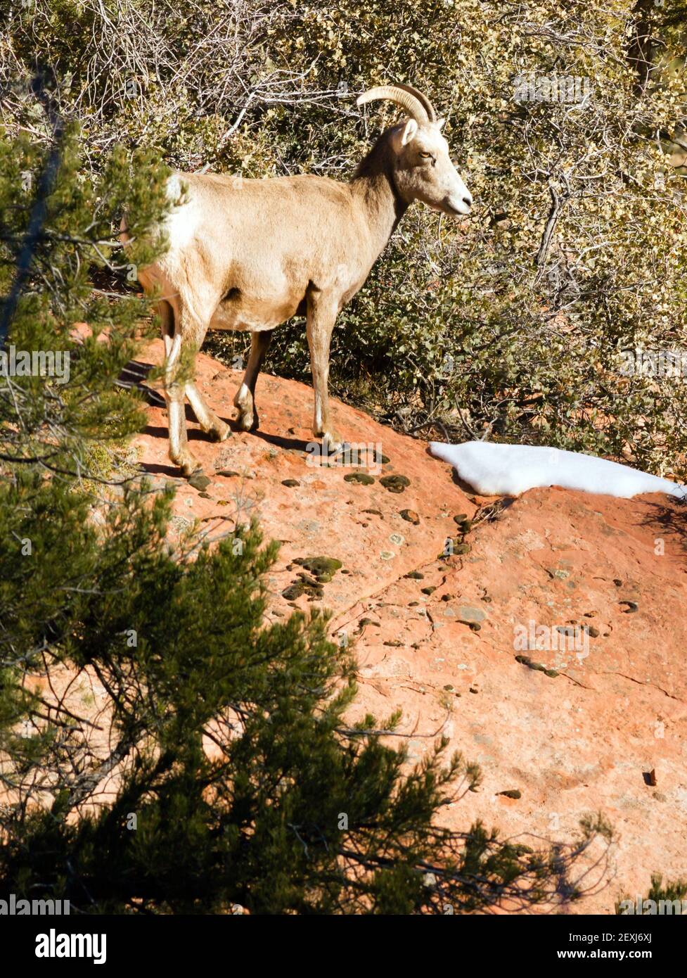 Animal sauvage, la chèvre de montagne alpin bande Protection Sentry Forêt de flanc Banque D'Images