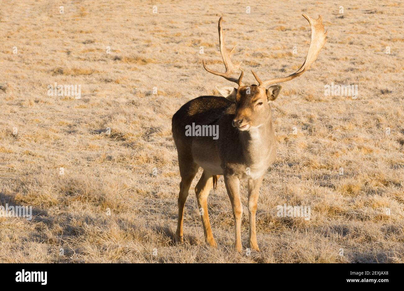 Magnifique animaux engagés jeunes mâles Buck Deer animaux debout Banque D'Images